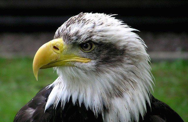 Доминација или "звер у кавезу"!? Доминација или "звер у кавезу"!?